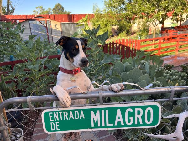 /images/uploads/albuquerque publishing company/abqjournalpetcontest2024/entries/29878thumb.jpg